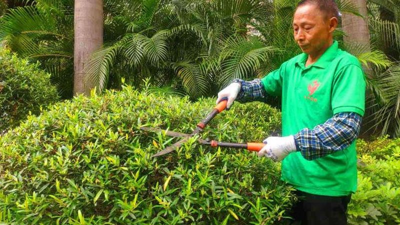 草坪主要病虫害种类及防治要点