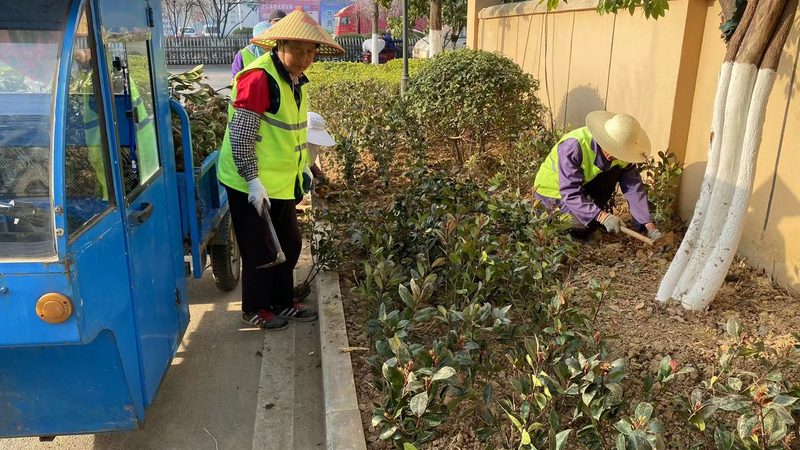 反季节苗木种植：揭秘批发基地的“绿色魔法