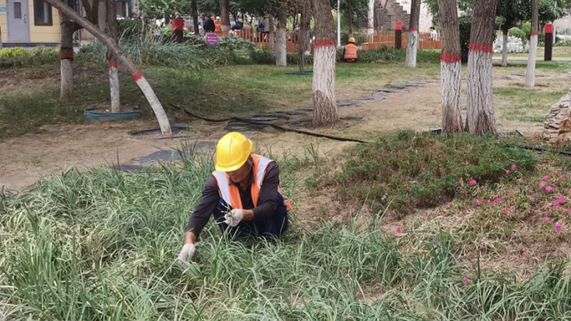 解读绿化苗木报价表：关键指标与注意事项