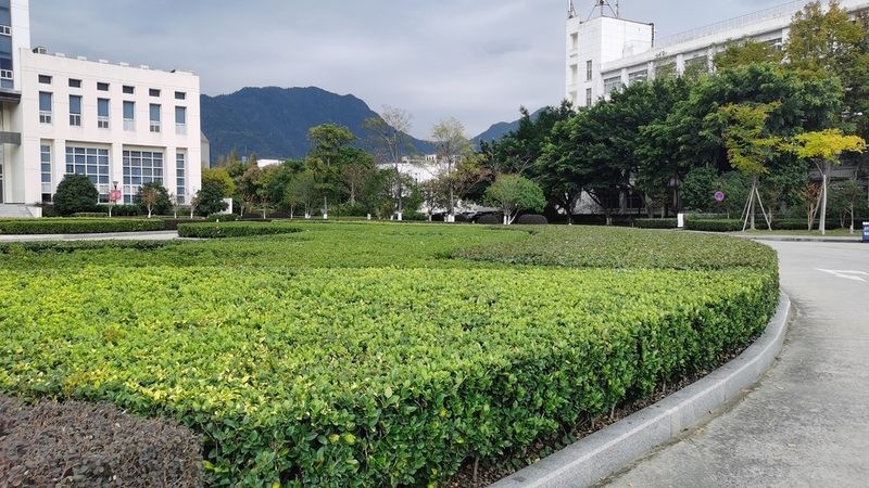 果树苗木种植技术：从选苗到养护的关键步骤**