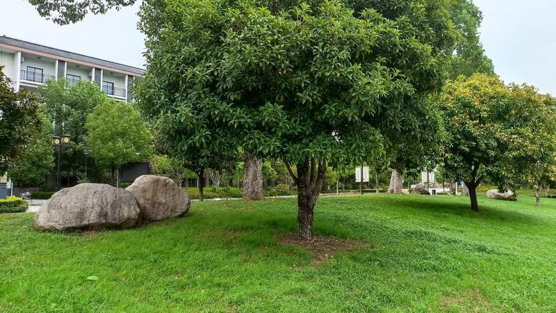 市政绿化植被成活率：关键因素与提升策略**